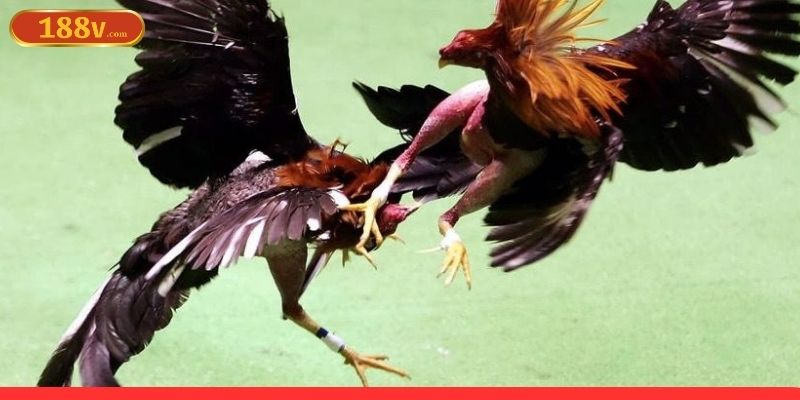 Đá gà tre nơi người chơi theo dõi từng đòn tấn công sắc bén