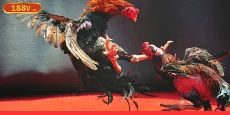 Tại sao cần chiến lược đặt cược đá gà?